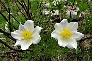 77  Pulsatilla alpina (pulsatilla alpina) 